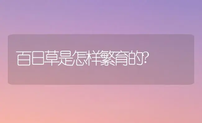 百日草是怎样繁育的? | 家庭养花