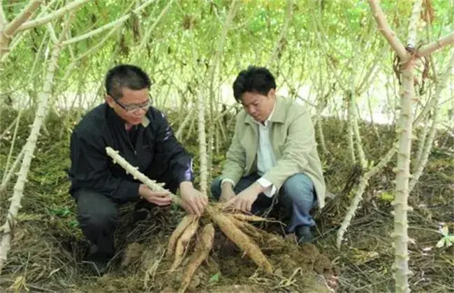 木薯的田间管理