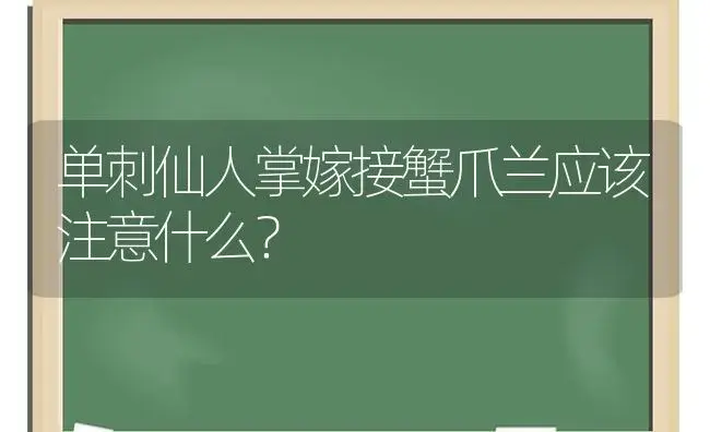 单刺仙人掌嫁接蟹爪兰应该注意什么？ | 多肉养殖