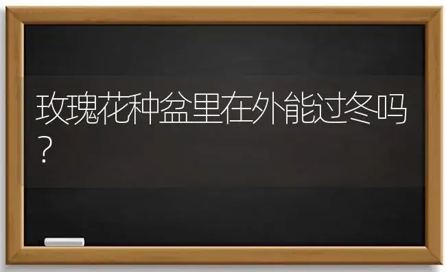 玫瑰花种盆里在外能过冬吗？ | 绿植常识