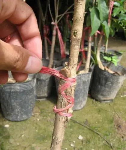 花卉果蔬盆景 | 盆栽桂花嫁接技术