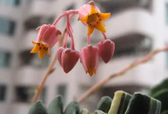 吉娃莲什么时候开花，吉娃莲开花会死么/3月开花/花语美