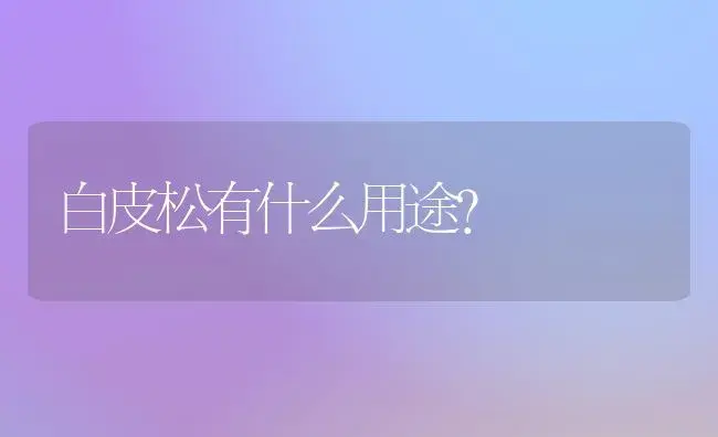 白皮松有什么用途？ | 家庭养花