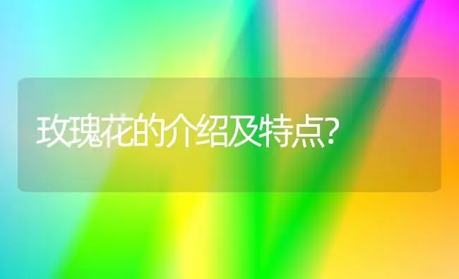 玫瑰花的介绍及特点？ | 绿植常识