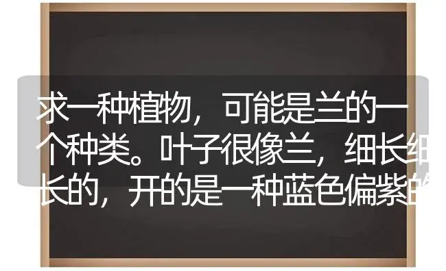 求一种植物，可能是兰的一个种类。叶子很像兰，细长细长的，开的是一种蓝色偏紫的小花？ | 绿植常识