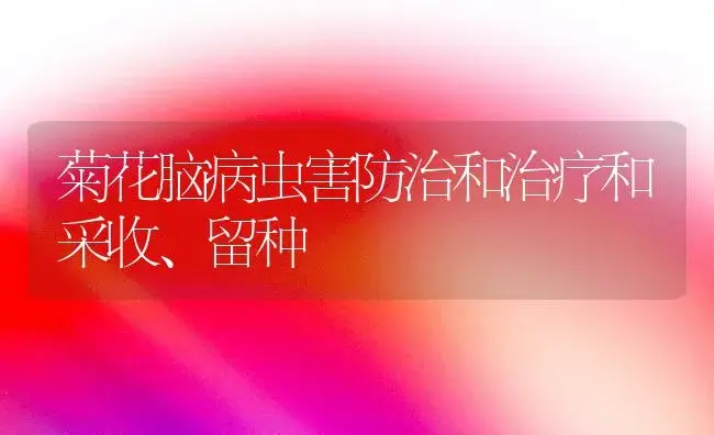 菊花脑病虫害防治和治疗和采收、留种 | 家庭养花