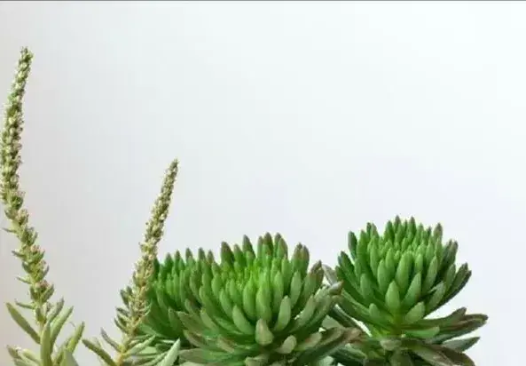 小苞瓦松的花期和价值
