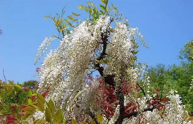 紫藤花的栽培措施和移栽