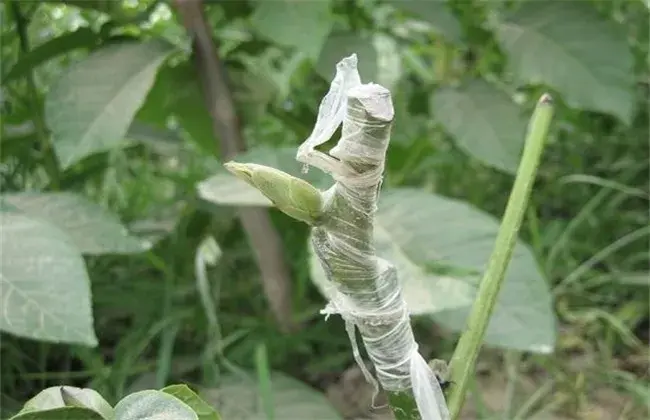 核桃树苗的嫁接办法