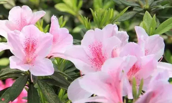 粉色杜鹃花语是什么，坚韧乐观的心态