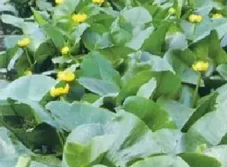 萍蓬草