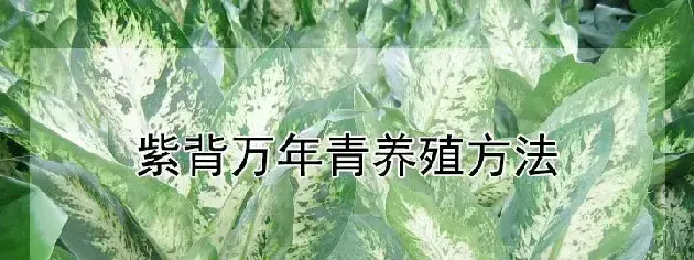 紫背万年青养殖方法