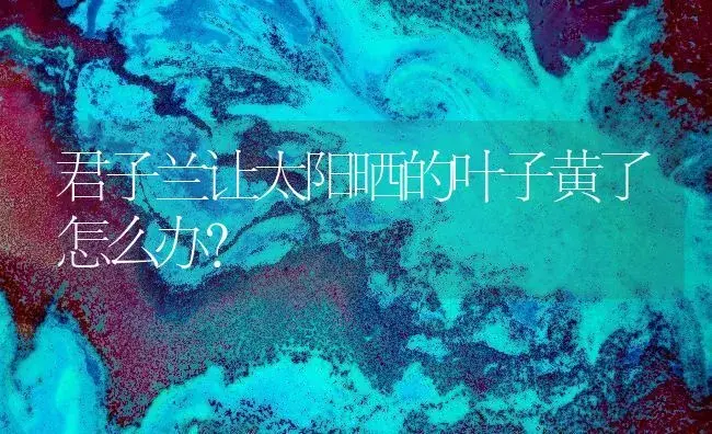 君子兰让太阳晒的叶子黄了怎么办？ | 绿植常识