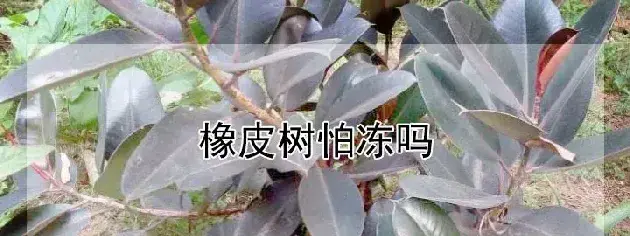 橡皮树怕冻吗