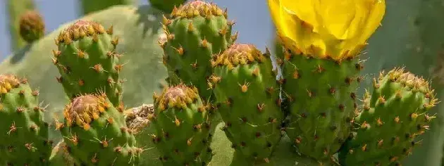 仙人掌是植物吗