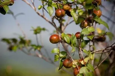 盆栽种子 | 盆栽茶花播种时种子的处理