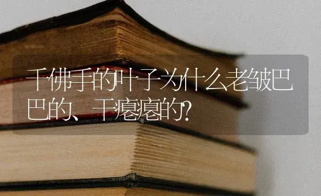 千佛手的叶子为什么老皱巴巴的、干瘪瘪的？ | 多肉养殖