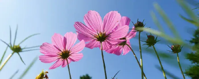 翠菊花语是什么意思