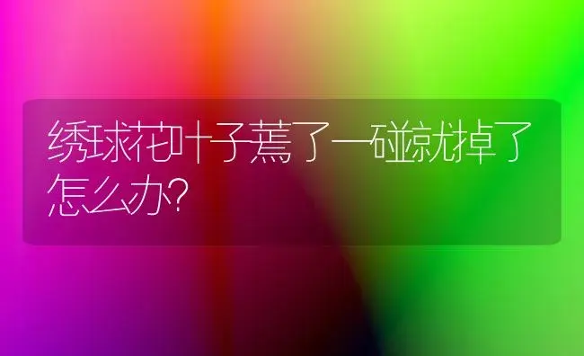 绣球花叶子蔫了一碰就掉了怎么办？ | 绿植常识