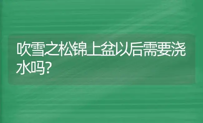 吹雪之松锦上盆以后需要浇水吗？ | 多肉养殖