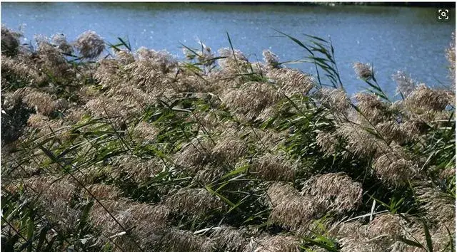 大家都听过芦苇而且很常见，那你知道他的传说和花语吗？