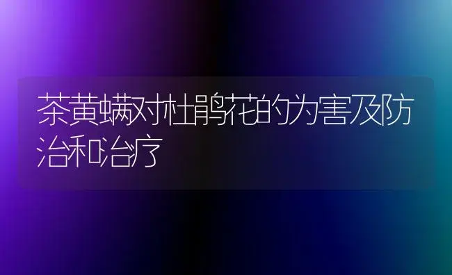 茶黄螨对杜鹃花的为害及防治和治疗 | 家庭养花