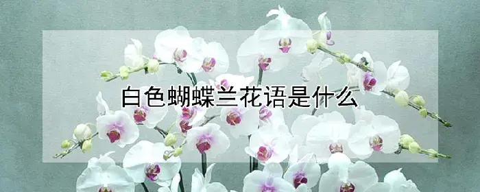 白色蝴蝶兰花语是什么