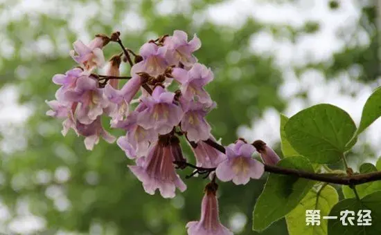 泡桐花有哪些颜色？泡桐花的花语及图片有哪些？