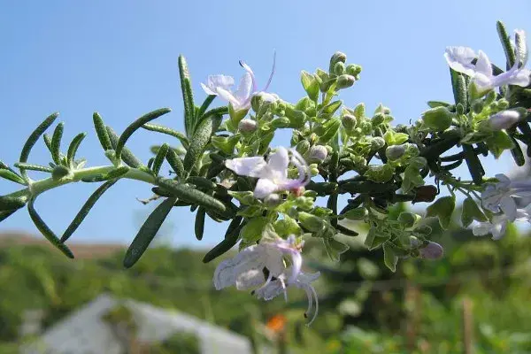 迷迭花花语有哪些？