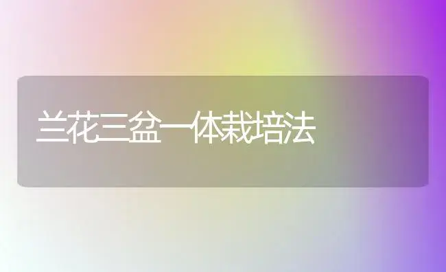 兰花三盆一体栽培法 | 家庭养花