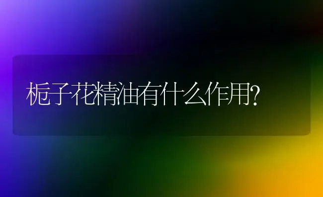 栀子花精油有什么作用？ | 绿植常识