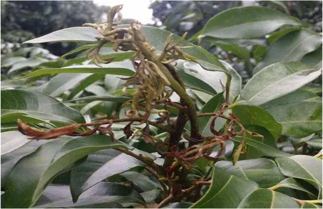 荔枝花芽分化条件