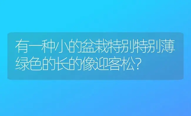 有一种小的盆栽特别特别薄绿色的长的像迎客松？ | 多肉养殖