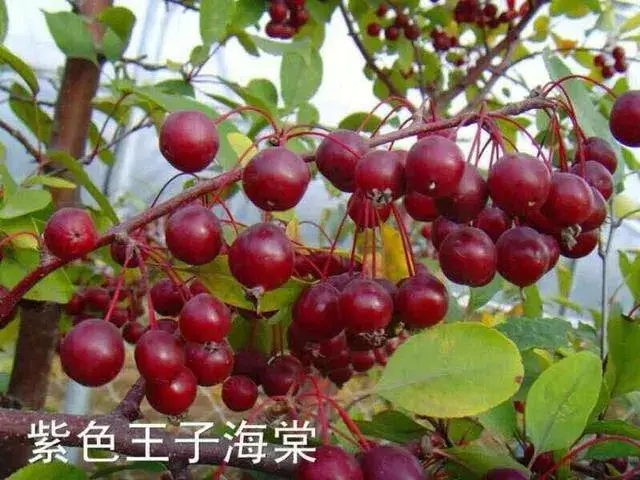 紫色王子海棠开花结果图片？