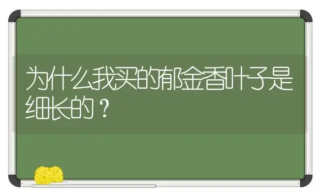 为什么我买的郁金香叶子是细长的？ | 绿植常识