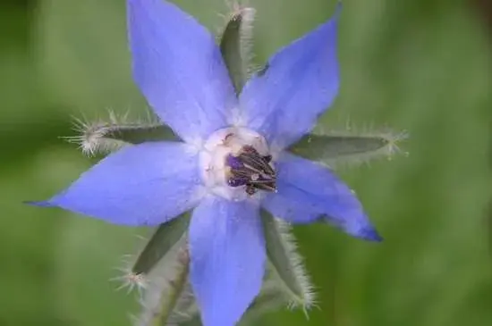 琉璃苣的花语介绍