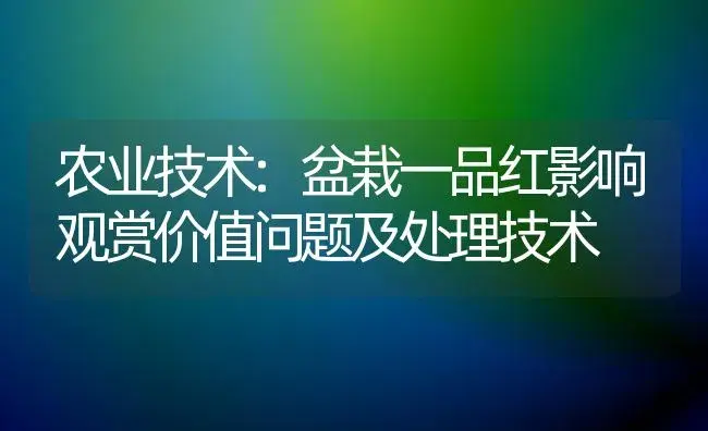 农业技术:盆栽一品红影响观赏价值问题及处理技术 | 家庭养花