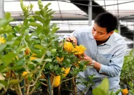 花卉果蔬盆景 | 佛手盆栽技术