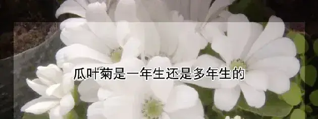 瓜叶菊是一年生还是多年生的