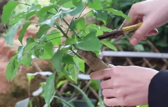 盆景养护管理 | 幸福树长得细长怎么办