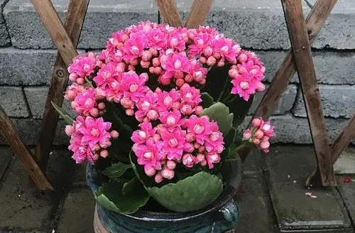 12月长寿花的养殖方法？