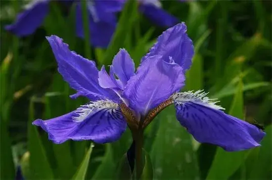 鸢尾花花语是什么，爱的使者