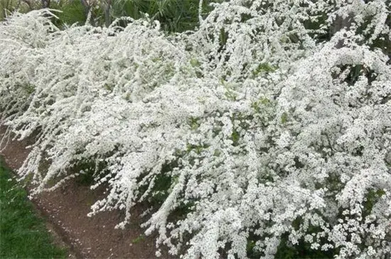 喷雪花的花语