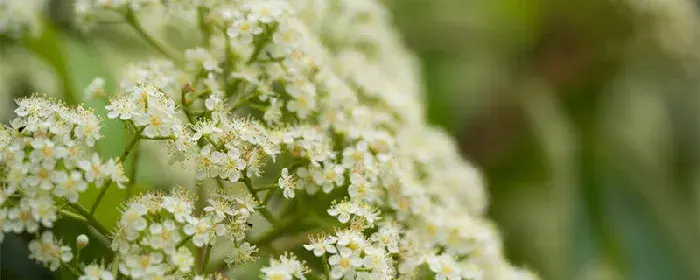 石楠花的花语和寓意 石楠花的花语和寓意是什么