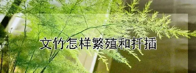 文竹怎样繁殖和扦插