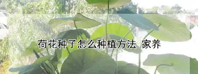 荷花种子怎么种植方法 家养