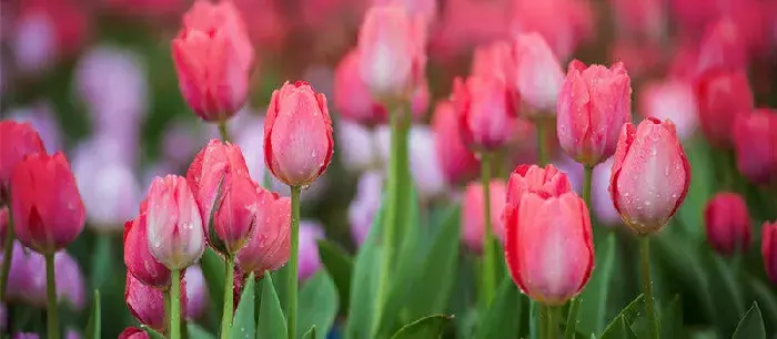 郁金香的花语是什么 郁金香的花语