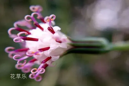 吊兰的花语有哪些？