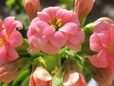 10月份扦插的长寿花还能开花吗？