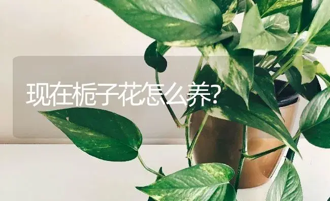 现在栀子花怎么养？ | 绿植常识